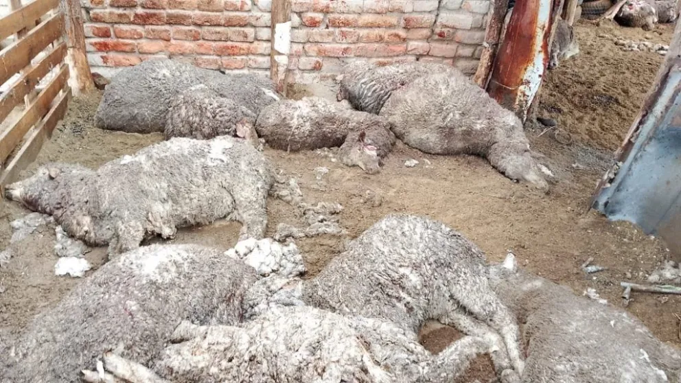 La familia afectada manifestó su temor por la presencia del felino en las inmediaciones del pueblo.