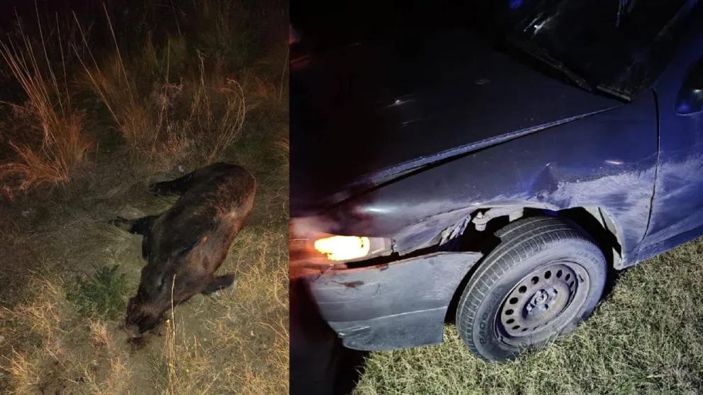 El vehículo solo registró daños en el lateral del lado del conductor y el jabalí murió en el impacto - foto gentileza. 