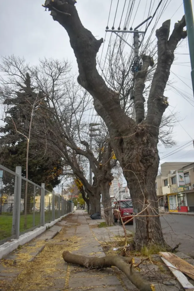 Desde el municipio explicaron que los ejemplares presentaban problemas sanitarios y estructurales que justificaban su retiro. Foto: Vanesa Schwemmler para NoticiasNet.