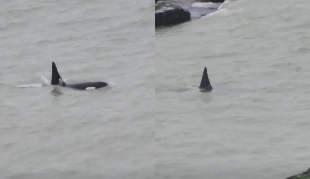 Las orcas estaban cazando en las costas de Punta Bermeja. Foto gentileza: Secretaría de Ambiente de Río Negro.   