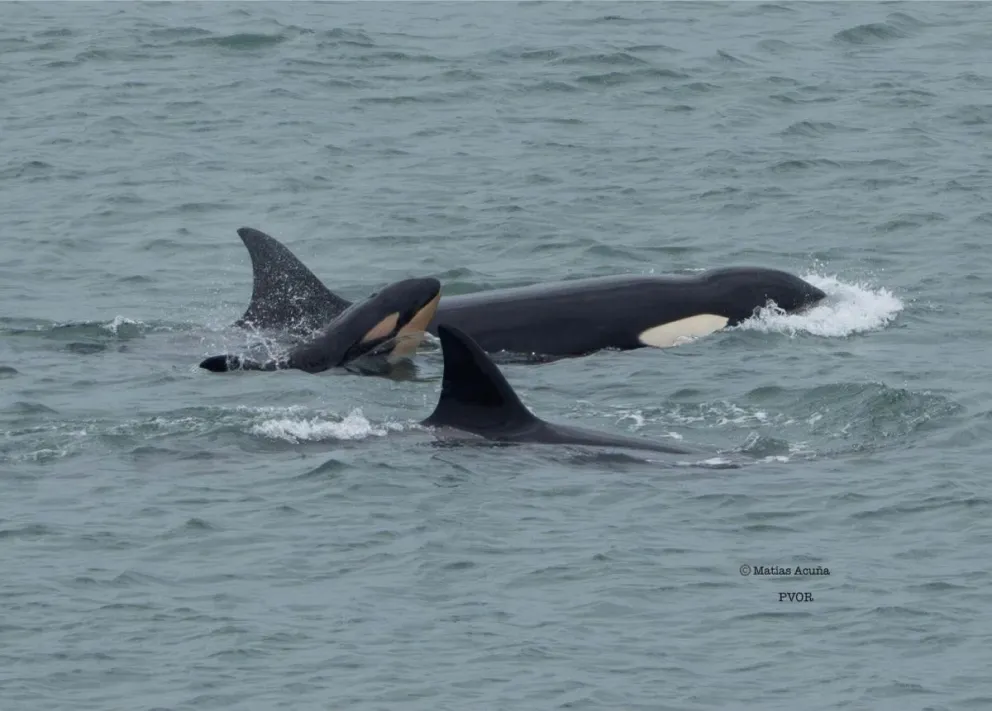 Estas orcas forman parte de los grupos residentes de la Patagonia norte, las mismas que suelen observarse en Península Valdés. Fotos: Gentileza de Fernando Mariño.