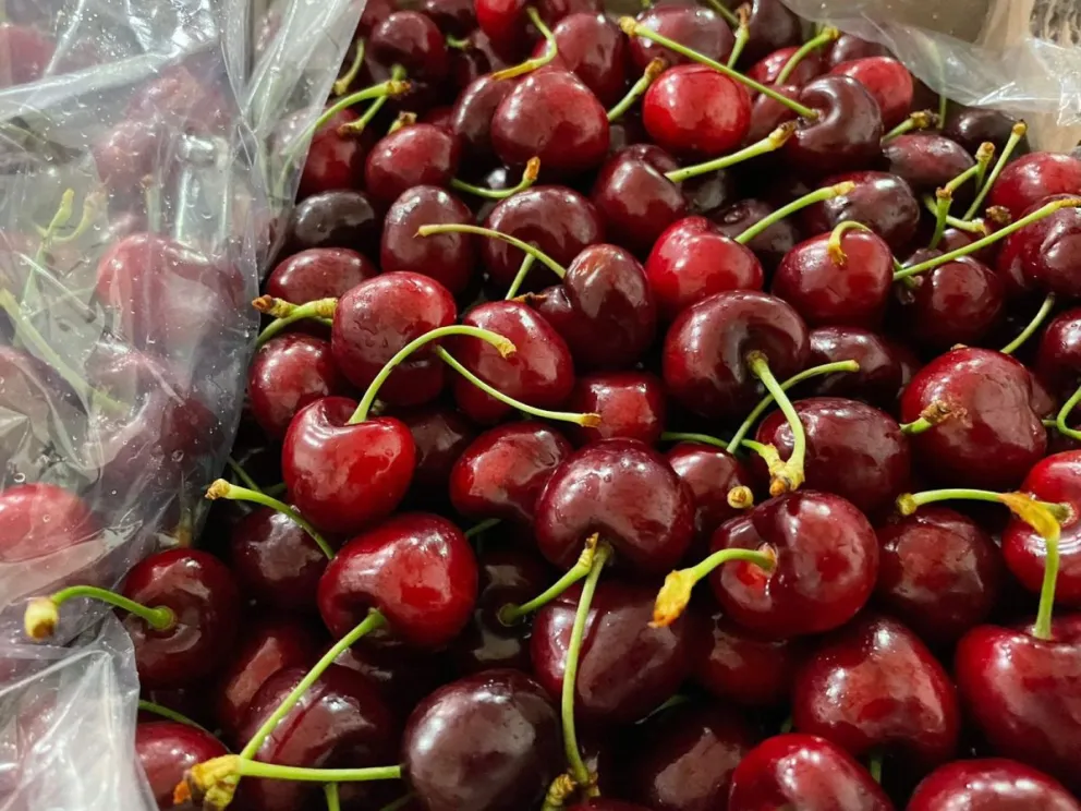 Los productores de cerezas enfrentan un triple desafío: el factor climático, los costos y la baja competitividad. Fotos web. 