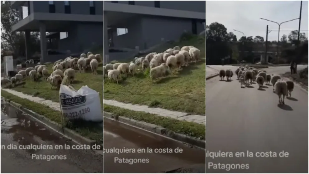 Amigas salieron a andar en bicicleta y se cruzaron con unas 30 ovejas en la costa. Foto: captura de video 