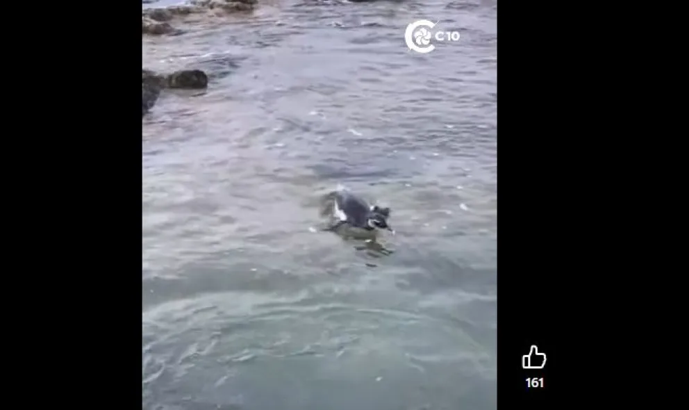 La aparición de fauna marina en pleno invierno regala postales increíbles en la costa, pero también activa los protocolos de cuidado. Foto: Captura de video.