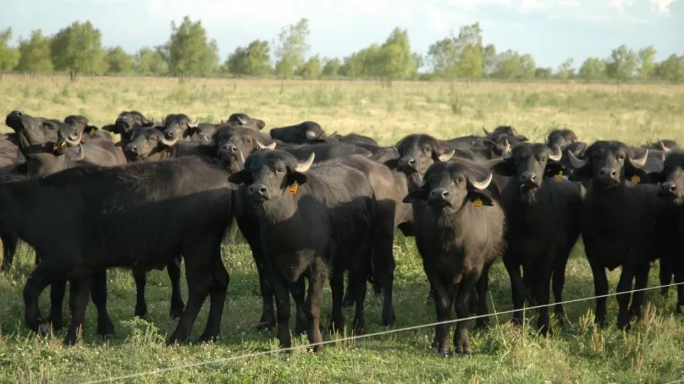 La carne de búfalo presenta un alto contenido proteico y bajo nivel de grasa. Foto argentina.gob.ar 
