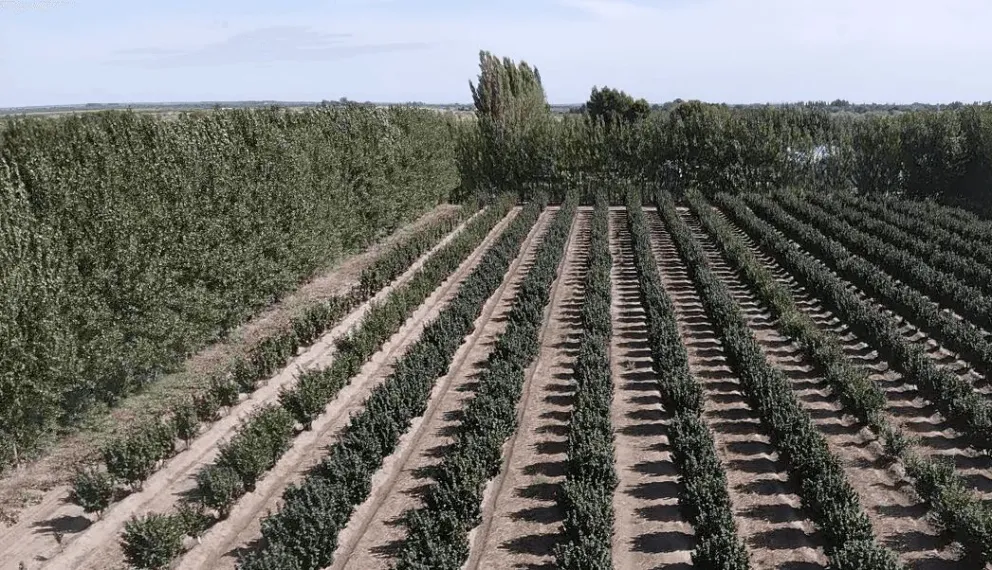 La producción de avellanas representa un ejemplo de la diversificación en la matriz productiva rionegrina. Crédito: Gobierno de Río Negro.