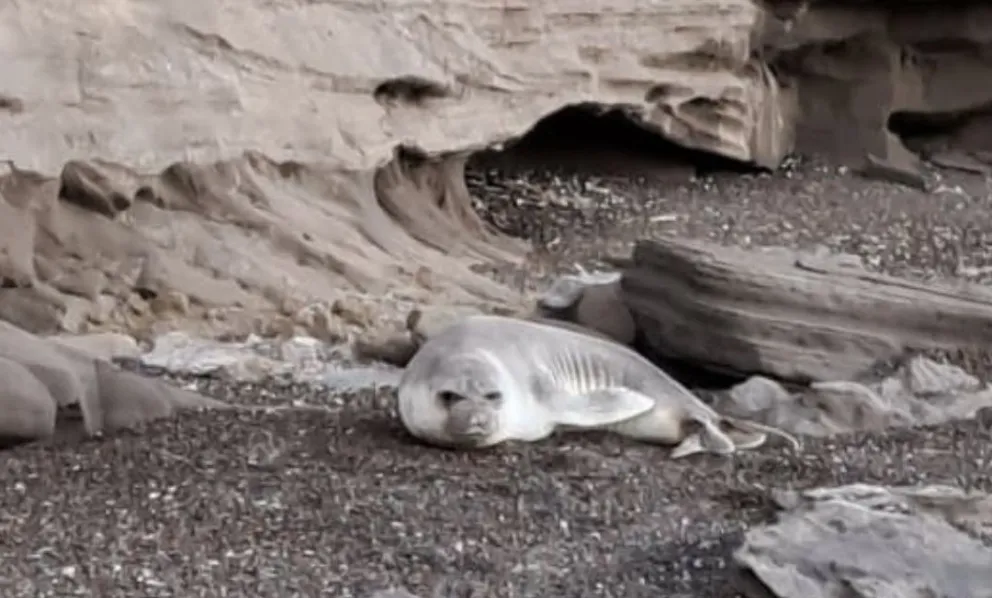 Los lobos, una especie emblema de las costas rionegrinas. Foto gentileza: Gobierno de Río Negro