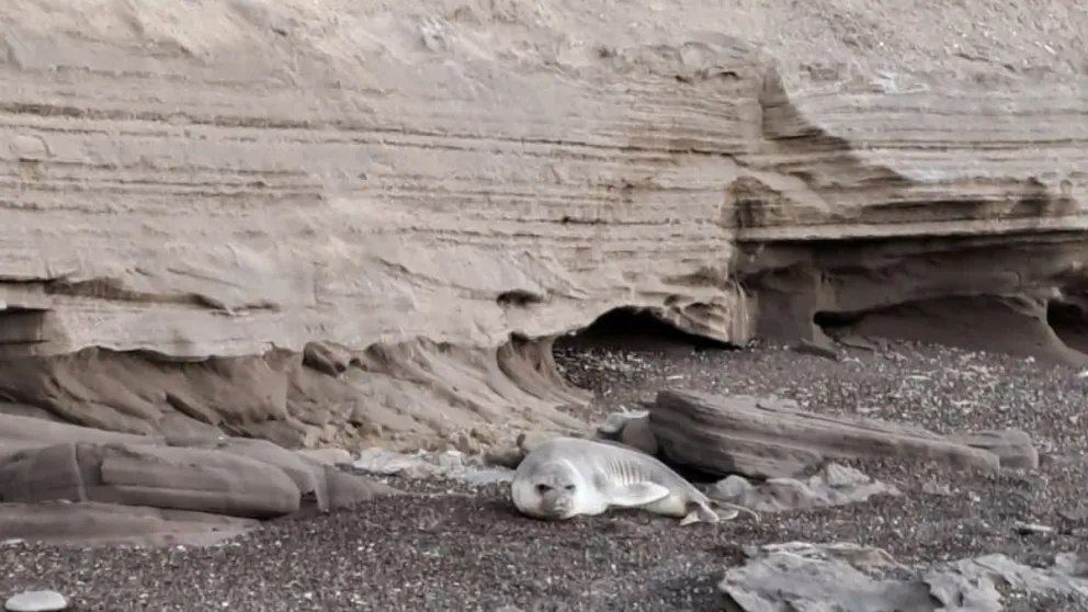 Autoridades piden no pasear con perros en zonas con fauna silvestre para evitar el contagio de enfermedades cruzadas como la gripe aviar. Foto: Gobierno de Río Negro.