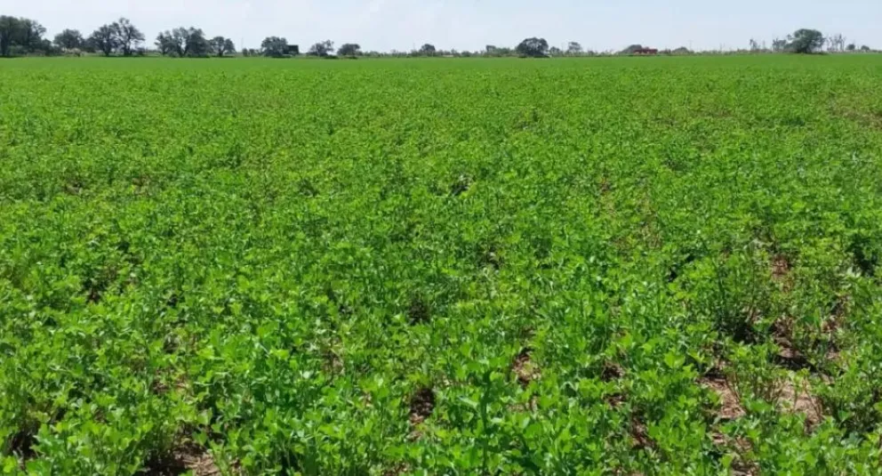 El desarrollo uniforme que exhibe el cultivo en alfalfa es el resultado de años de evaluación y manejo de especies forrajeras. Foto: Archivo.