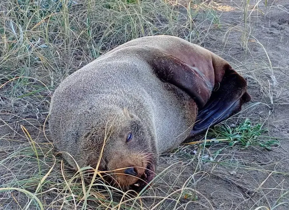 El ejemplar yace muy cerca de la Oficina de Turismo de la villa marítima viedmense. Foto gentileza.