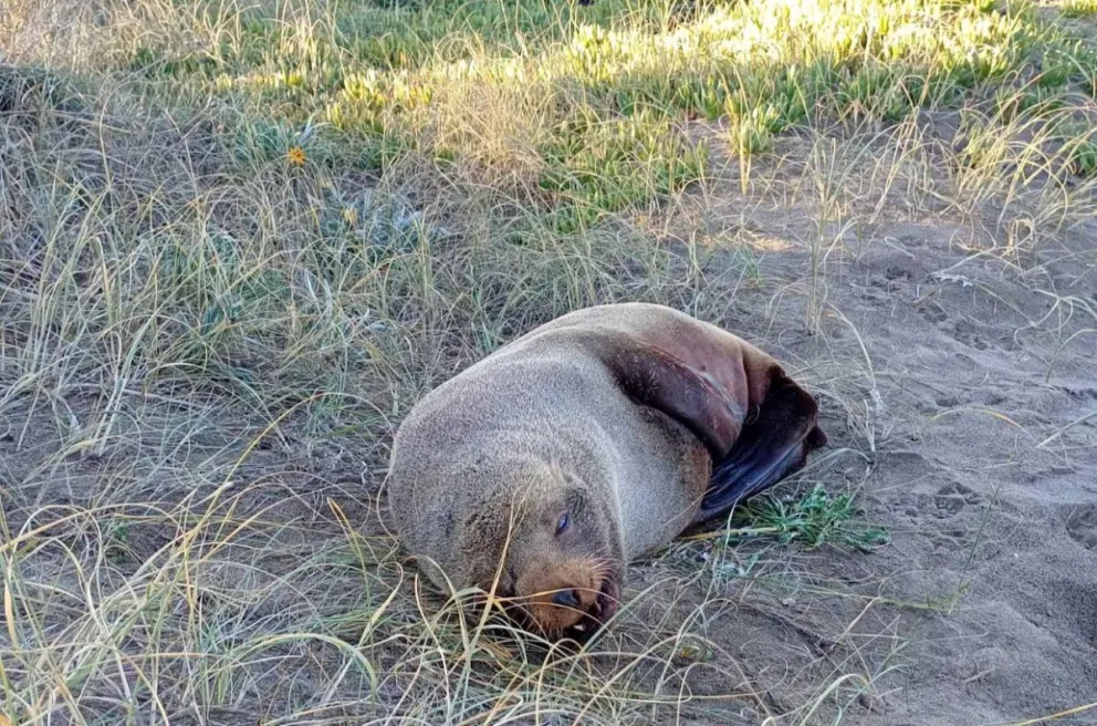 El ejemplar presenta heridas visibles y, a pesar de las alertas previas, deambula por el asfalto poniendo en riesgo el tránsito y su vida. Foto gentileza.
