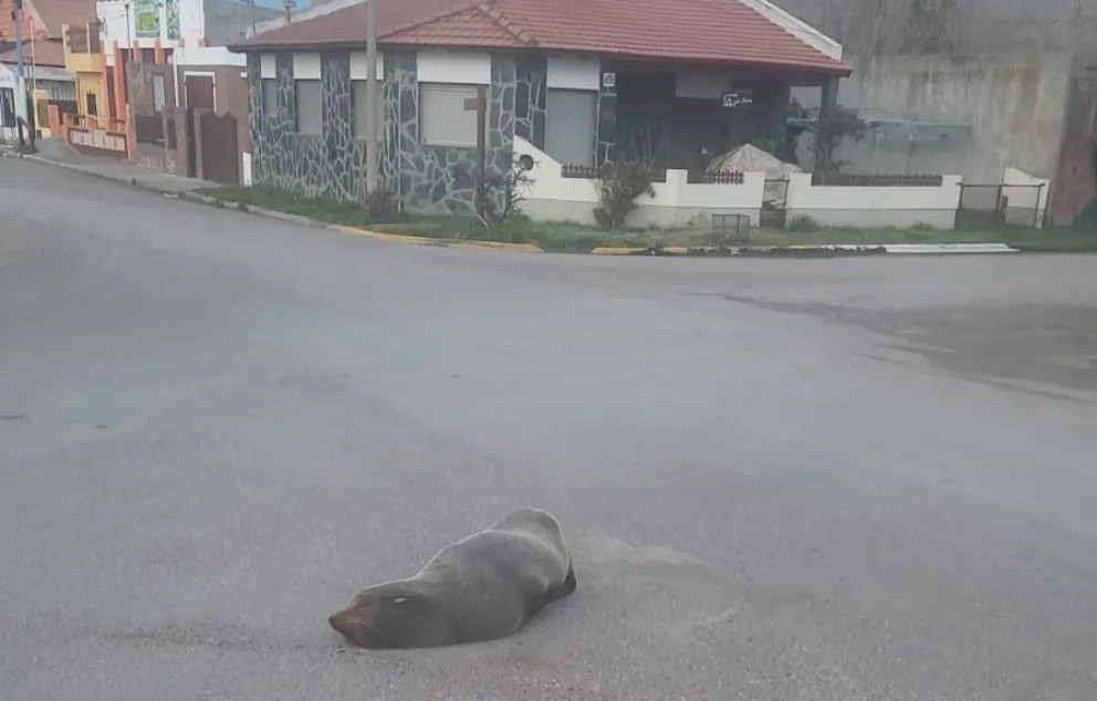 El lobo permanecerá en el lugar hasta tanto personal de Fauna llegue a la villa marítima para tomar intervención - foto gentileza. 