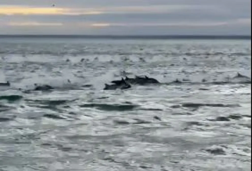 Los delfines nadaron en círculo antes de seguir camino rumbo al sur. Foto: captura de pantalla 