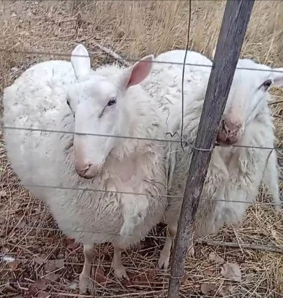Dos de las cuatro ovejas que fueron robadas en una chacra de Idevi. Foto: gentileza 