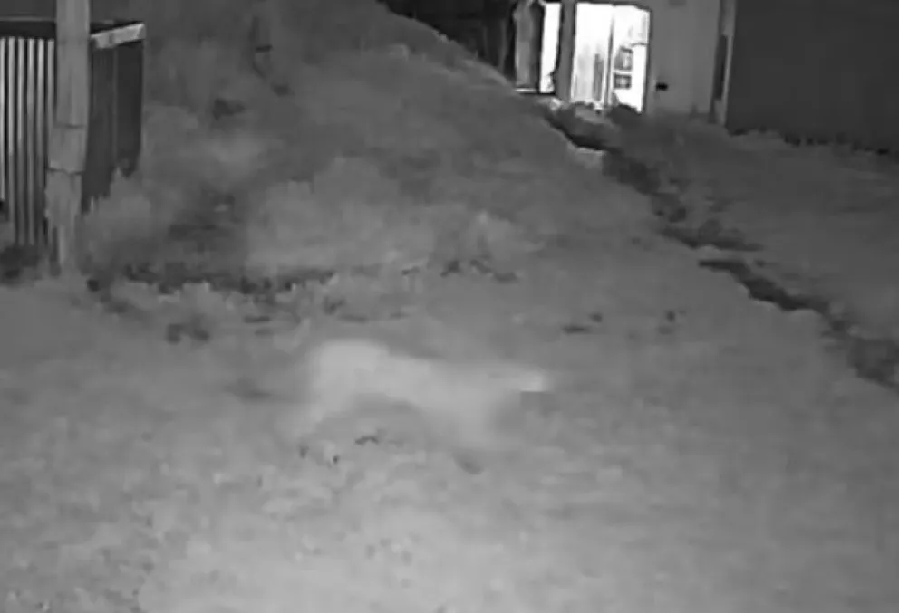 Así se lo vio, de forma difusa, mediante cámaras de seguridad. El puma es la segunda noche consecutiva que pasa por el mismo lugar y ya mató aves de corral. Imágenes de gentileza.