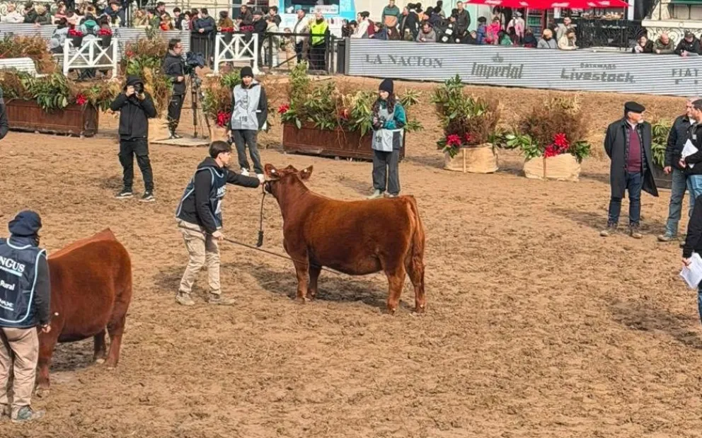 El ejemplar de la cabaña local se destaca en el predio ferial de Palermo al ubicarse entre las tres mejores terneras coloradas del país. Foto: Gentileza.