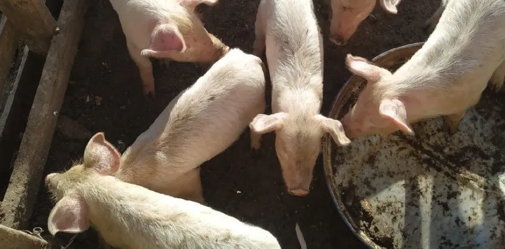 La triquinosis es una enfermedad en los animales que se transmite a las personas a través de la ingesta de carne cruda o mal cocinada. Foto Gobierno de Río Negro. 