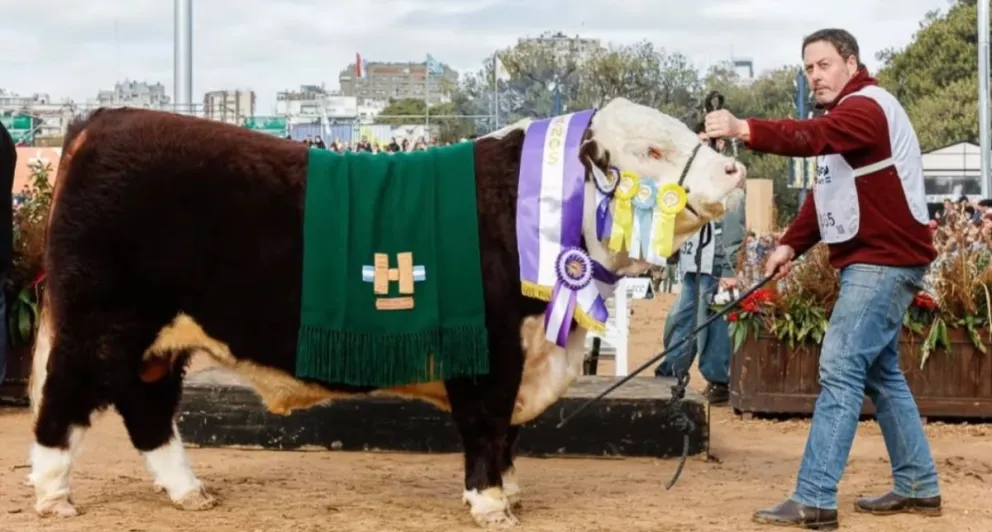 Ventarrón, de la cabaña La Txapela, y un histórico premio como Reservado Gran Campeón Macho Hereford. Fotos: gentileza. 