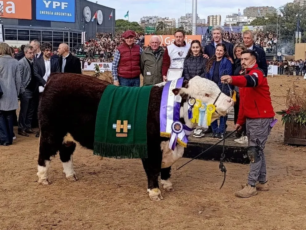 Con un solo animal en competencia y frente a los gigantes de la industria, el establecimiento local alzó el galardón de Reservado Gran Campeón Hereford. Foto: Gentileza.