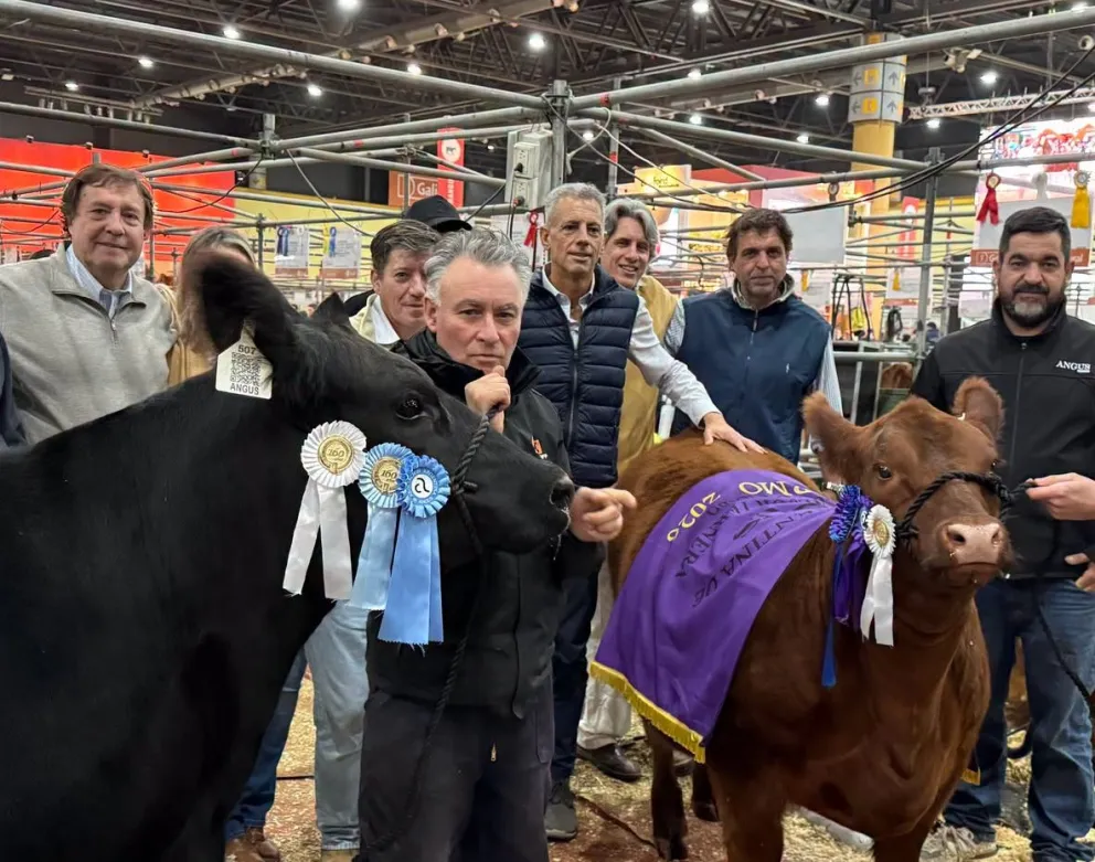 Exhibición de la genética rionegrina en los corrales porteños de la SRA. Foto gentileza.