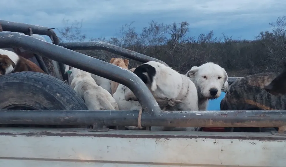 Canes sin atar en una de las camionetas. La brigada rural repartió 11 boletas. Foto gentileza.