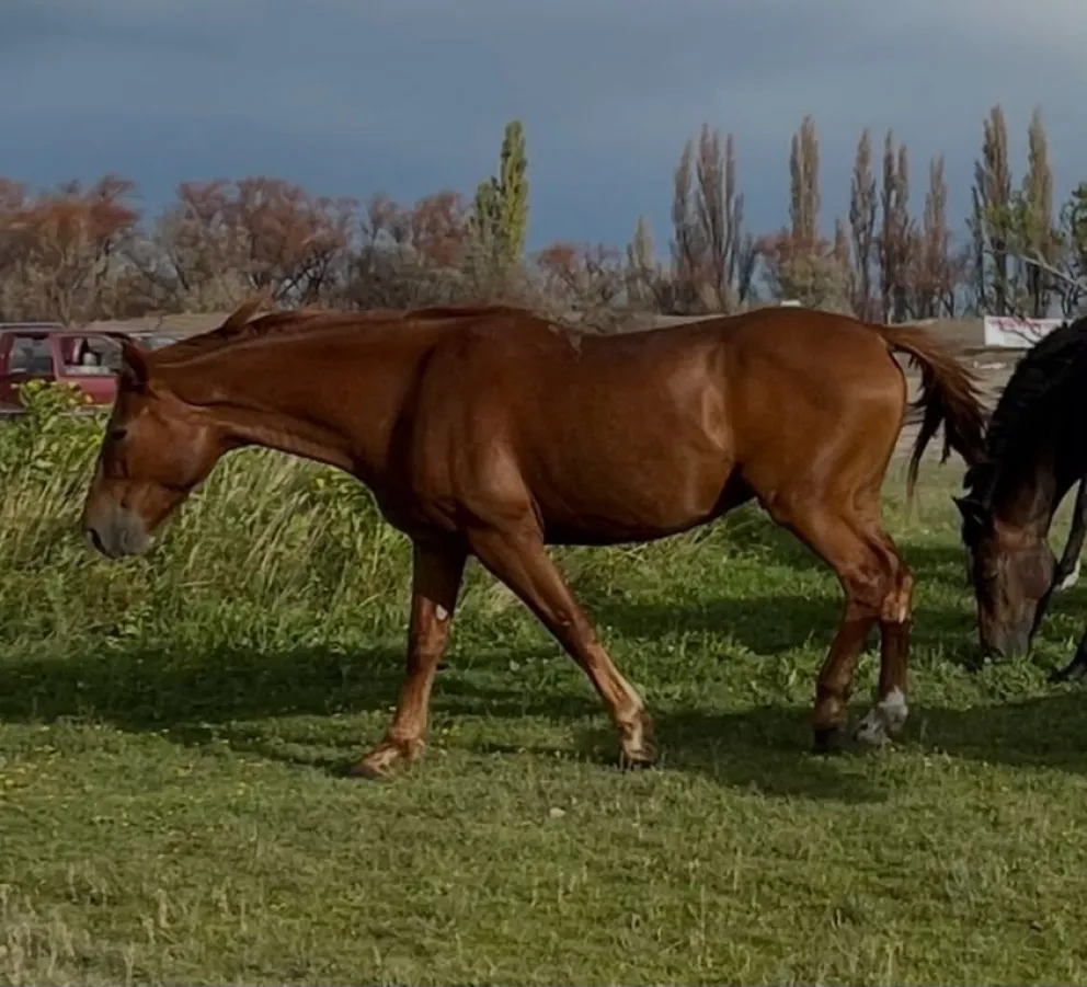 El caballo sigue sin aparecer y la familia apuesta a que algún vecino lo haya visto. Foto: gentileza 