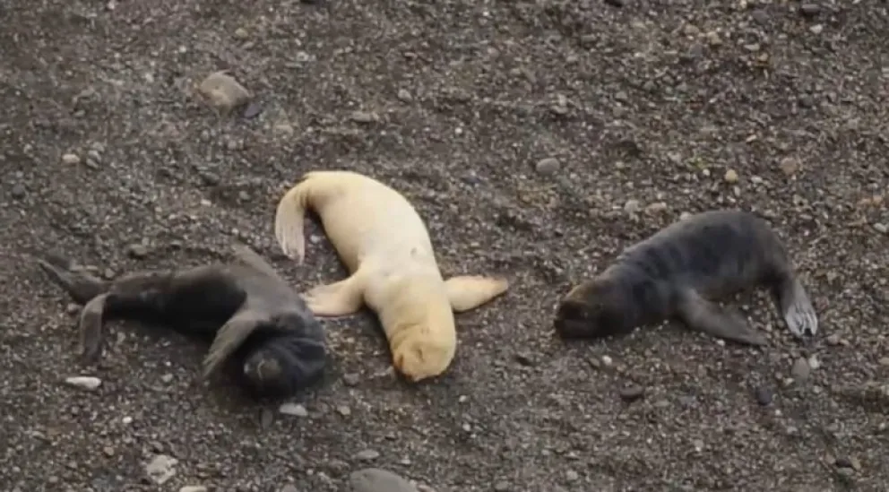 Un video difundido por Serea muestra el momento en que, tras permanecer inmóvil durante varios minutos, el pequeño sorprende al incorporarse de una profunda siesta. Foto: Surea 