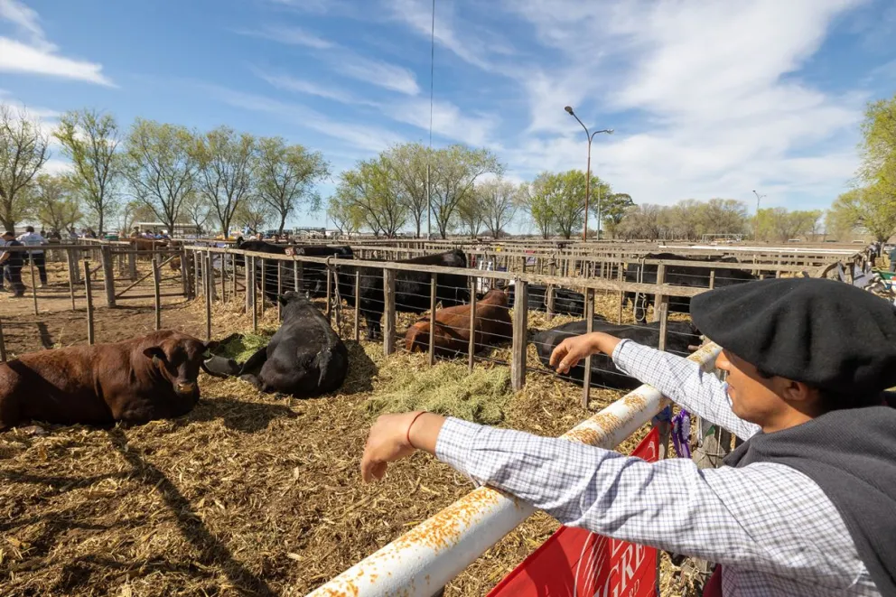 Sociedad Rural de Río Colorado con grandes expectativas por la primera fecha del circuito de primavera. Foto archivo Gobierno de Río Negro. 