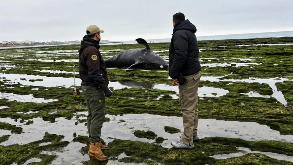 Ballena de cría apareció muerta en la costa de Las Grutas. 