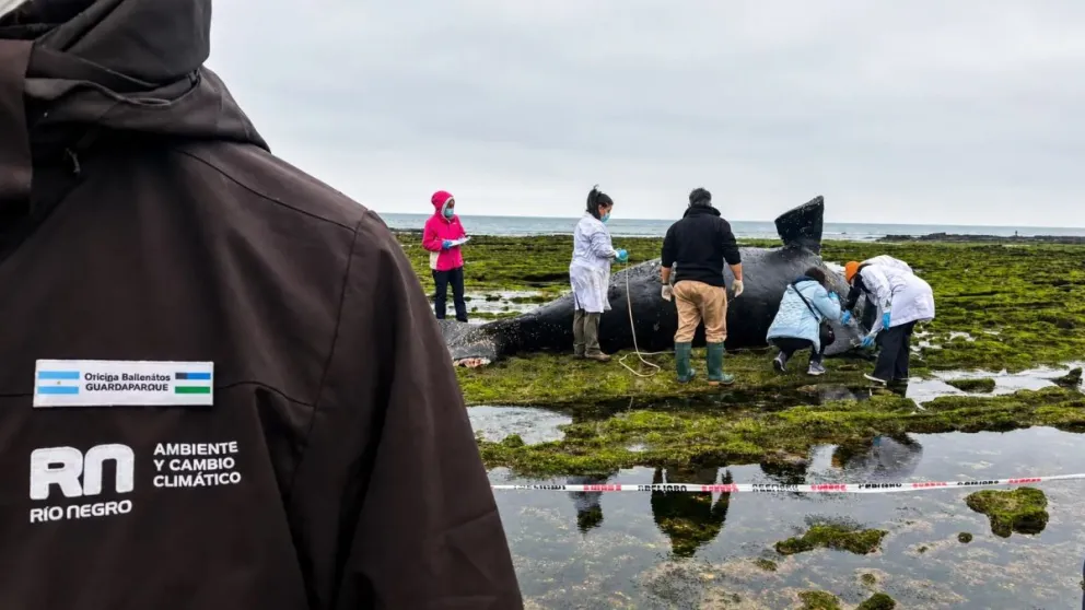 Arduo operativo de la Secretaría de Ambiente y Cambio Climático, tras el hallazgo de una cría de ballena muerta. Fotos Gobierno de Río Negro. 