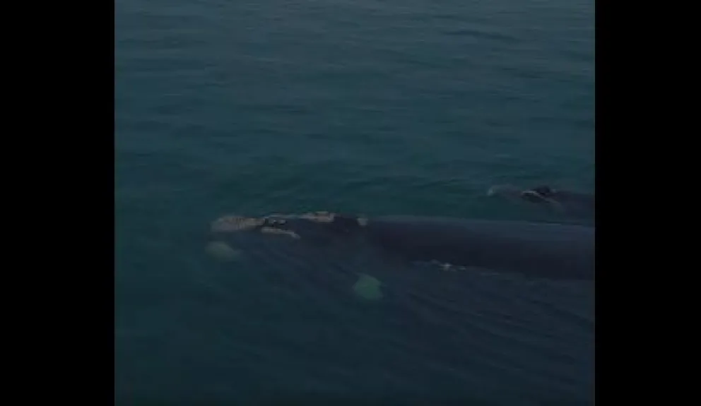 El emotivo momento en que la naturaleza regaló una escena inolvidable en el mar rionegrino. Foto: captura del video de Agustín Baraschi. 