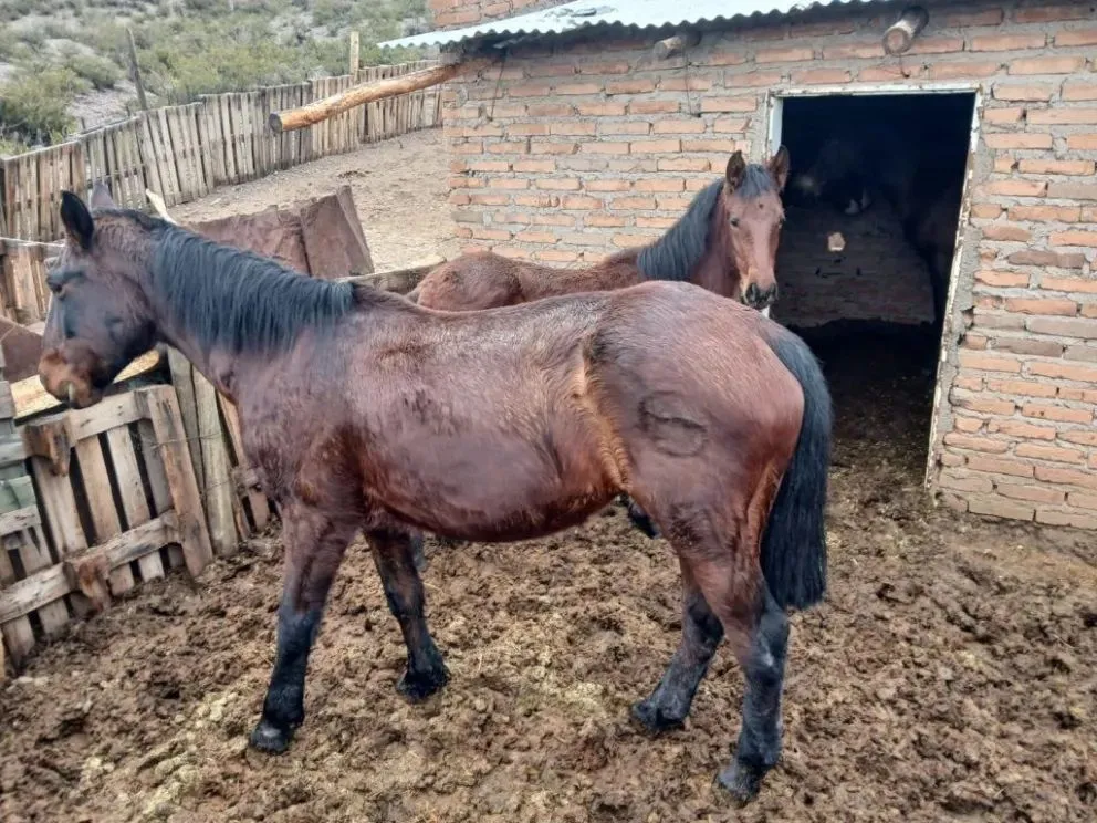 En Roca, se recuperaron 4 caballos que habían sido robados mientras que un quinto equino habría sido faenado. Foto: Policía de Río Negro
