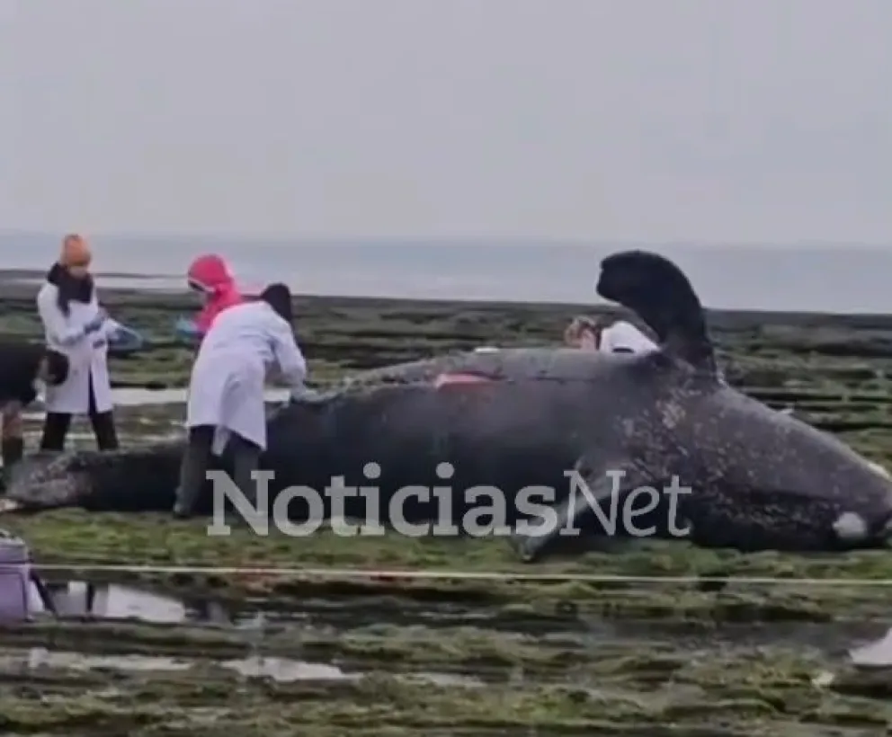 Operativo por una cría de ballena muerta en la costa de Las Grutas, a la altura de la séptima bajada. Turistas tomaron fotos y videos porque no podían creer lo que estaba pasando. 