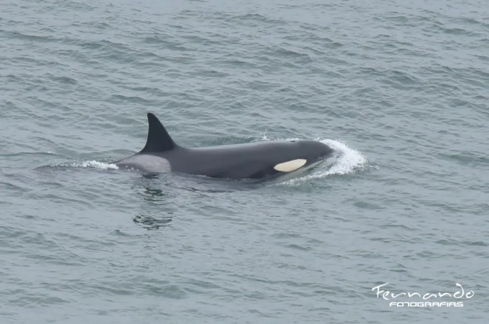 La orca, identificada por Península Valdés Orca Research (PVOR), fue registrada el 31 de julio junto a Aiken y Piqui. Foto: Gentileza de Fernando Mariño para NoticiasNet.