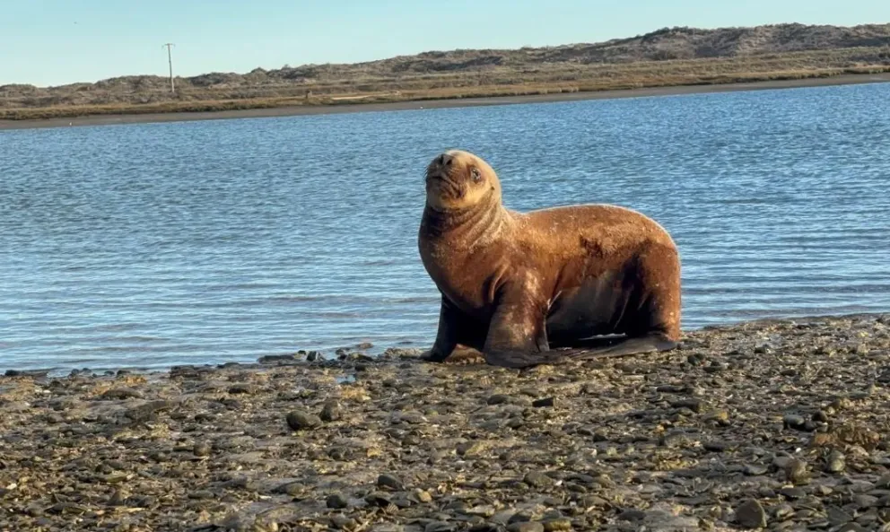 Guardafaunas de Río Negro desplegaron un protocolo de manejo seguro para proteger a los animales y evitar situaciones de riesgo en la playa. Fotos: Gobierno de Río Negro.