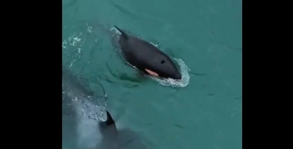 Emoción en las costas rionegrinas, filmaron a la orca Mica alimentándose junto a Aiken y Piqui -foto captura.