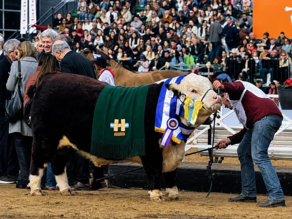 Toro premiado en la Exposición Rural de Palermo de la cabaña La Txapela, de Patagones. 