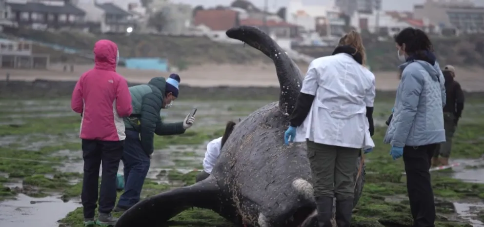 Así analizaron a la cría de ballena macho en la séptima bajada de Las Grutas. Fotos gentileza: Luciano Cutrera. 