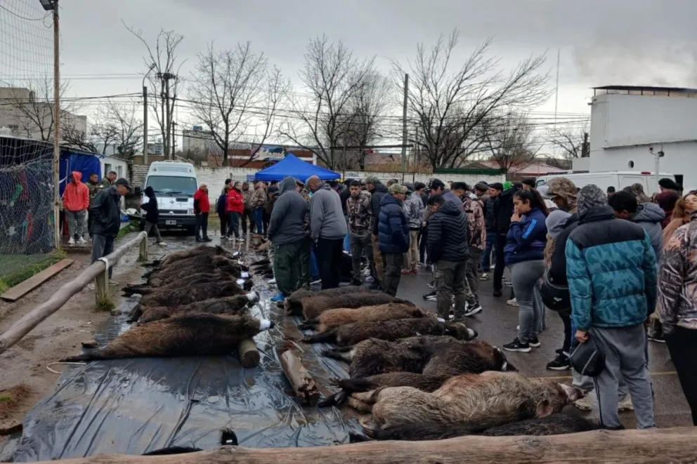 Preocupación por la triquinosis con un jabalí que fue cazado en Río Negro. Foto: Rural al Día. 