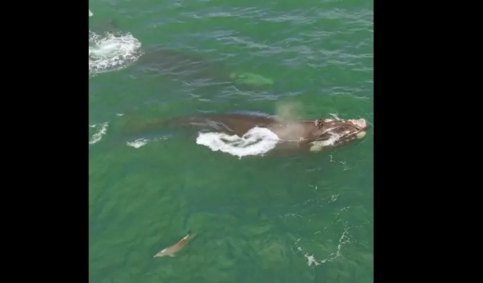 "Registrar la interacción entre Ballenas Francas y Delfines Nariz de botella es algo que siempre quise desde que tengo drone”, afirmó el realizador -foto captura.