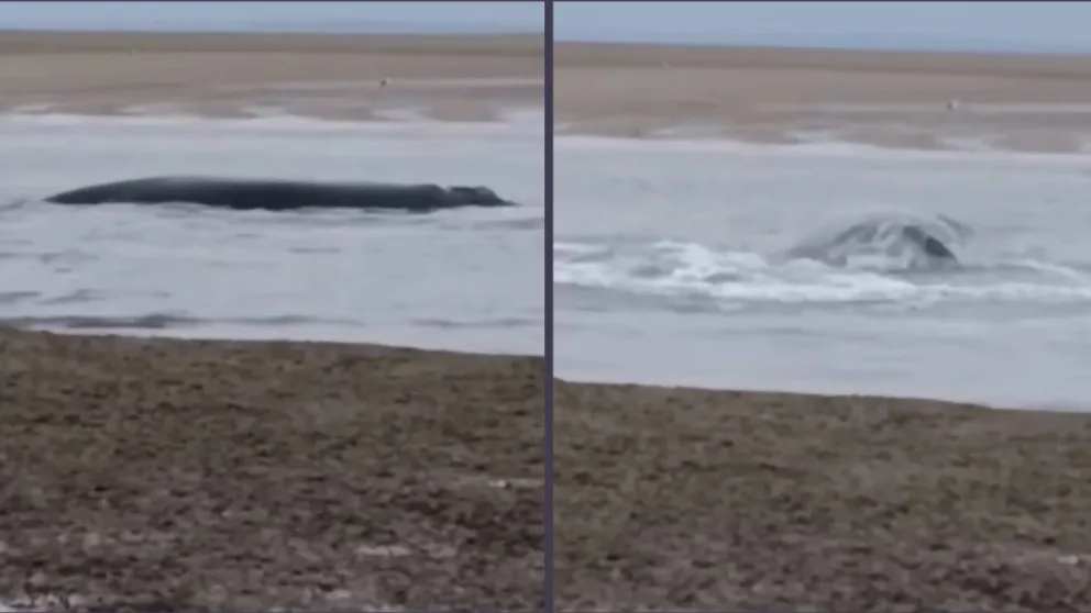 Por fortuna para la ballena, quedó en un canal con agua hasta que subió la marea. Foto: captura de pantalla