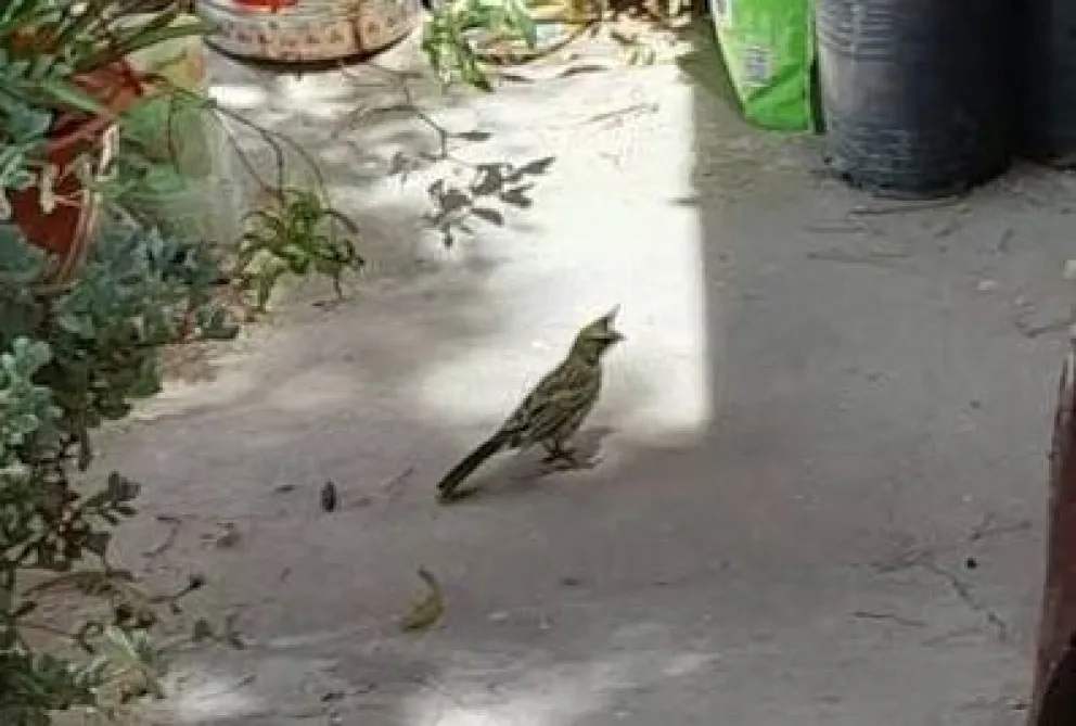 Los cardenales robados merodeaban la casa de Raúl Mingo, donde se había instalado una colonia. Foto: gentileza