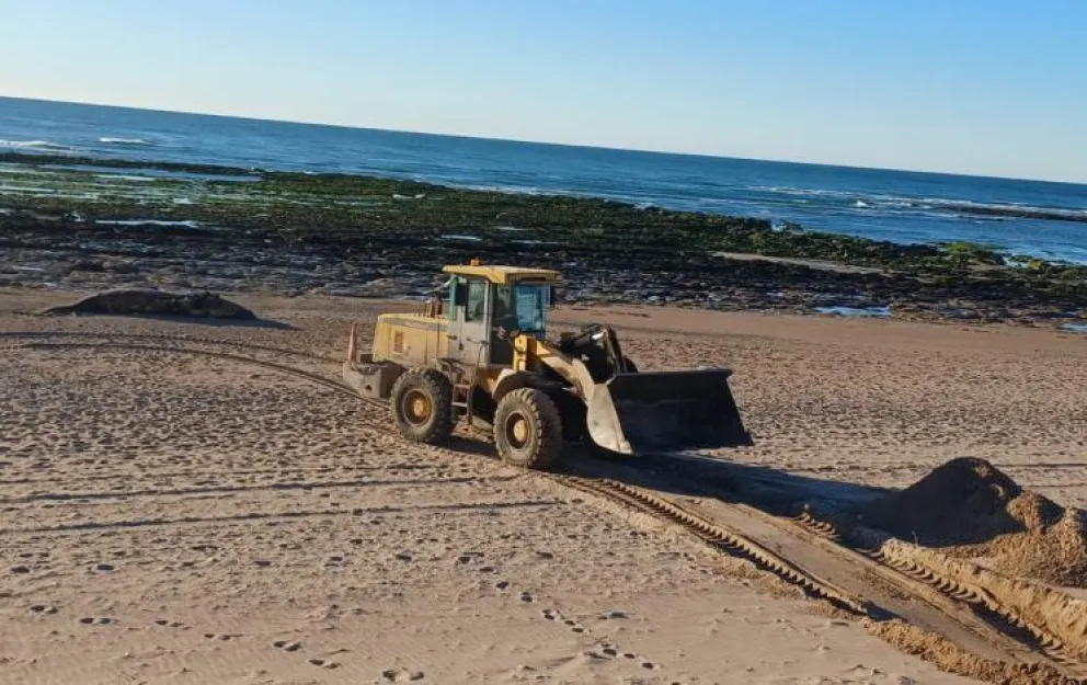 Un tractor fue necesario para retirar el pesado cuerpo. Foto Municipalidad de San Antonio Oeste. 