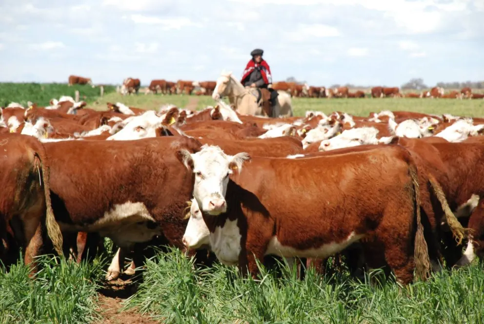La falta de precipitaciones sostenidas durante los últimos años afectó severamente la carga de los establecimientos rurales de la zona atlántica. Foto: Zipsa Sociedad Rural SAO.
 