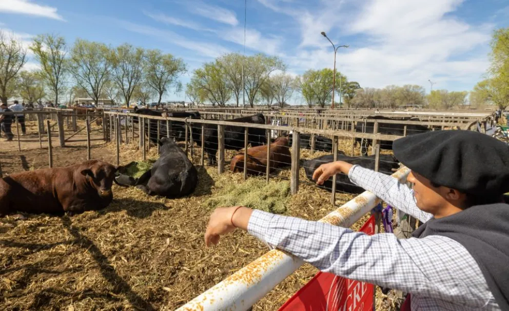 Todo está listo para la apertura del circuito primaveral, en una edición que marcará el regreso del pabellón de aves y el remate con cuatro firmas consignatarias. Foto: Gobierno de Río Negro.