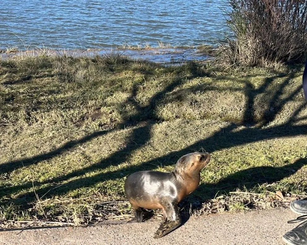 El lobo aprovechó la marea alta para remontar el río Negro -foto gentileza. 