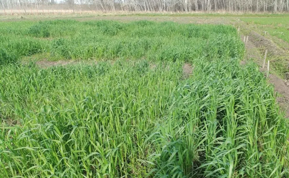 Verdeos bajo la lupa: INTA busca mejorar la producción ganadera. Foto gentileza.