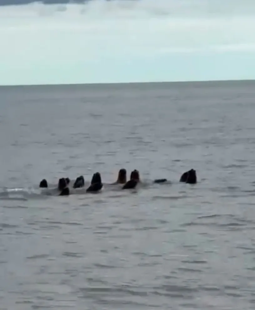 Más de siete ejemplares se acercaron a la playa y protagonizaron una postal que rápidamente llamó la atención. Foto: Gentileza para NoticiasNet.