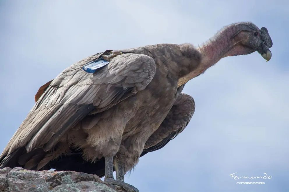 Kurruf, el cóndor andino que será liberado en Sierra Grande. Desplegará sus alas como el viento, como su nombre lo indica. Foto Fernando Mariño. 