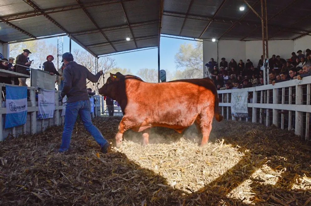 La muestra de Río Colorado vendió 129 ejemplares y encendió el mercado ganadero regional de cara a la próxima cita en Viedma. Foto NoticiasNet (archivo).